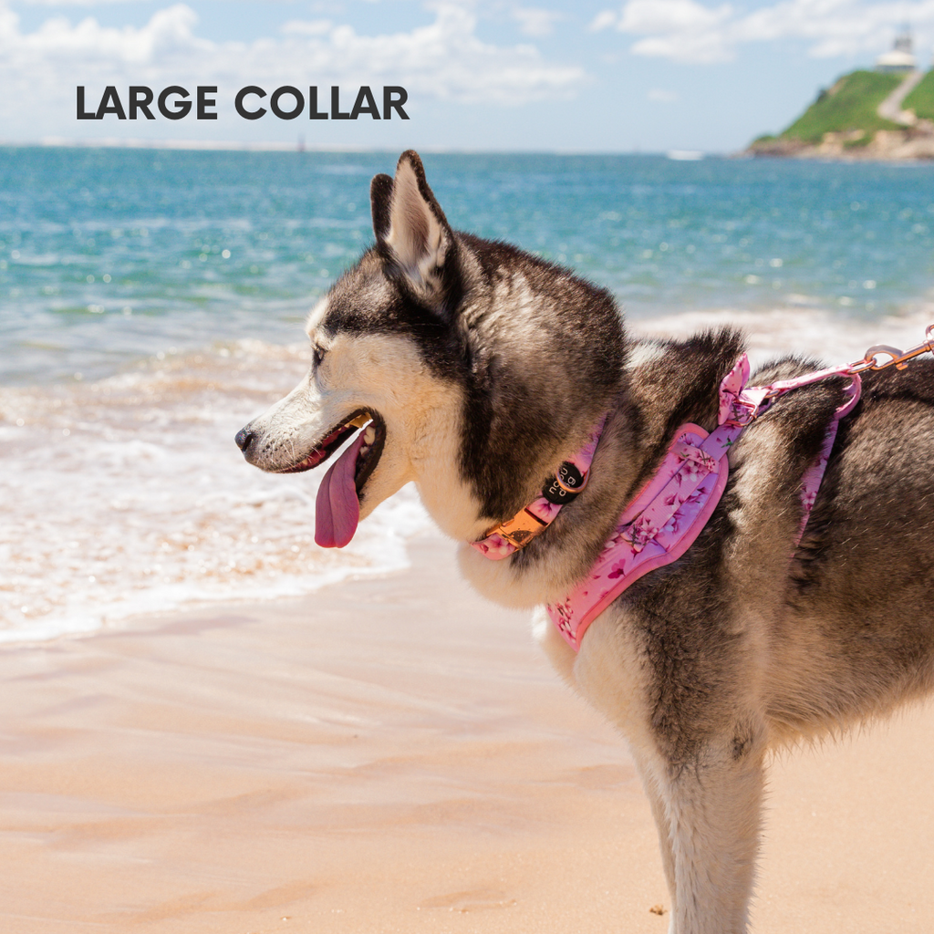 Cherry Blossom Adjustable Dog Collar • Nobu Dog • Collar
